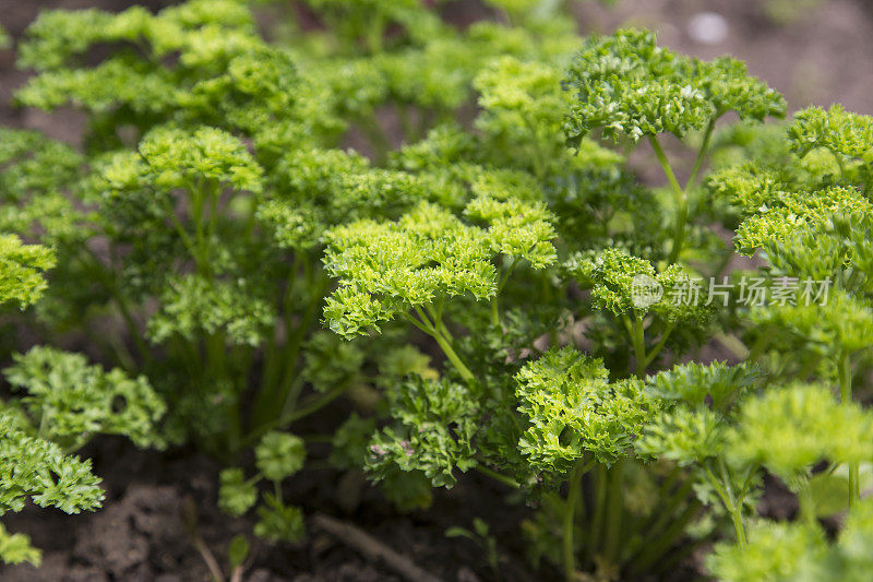 花园中卷曲的欧芹(Petroselinum crispum)植物特写